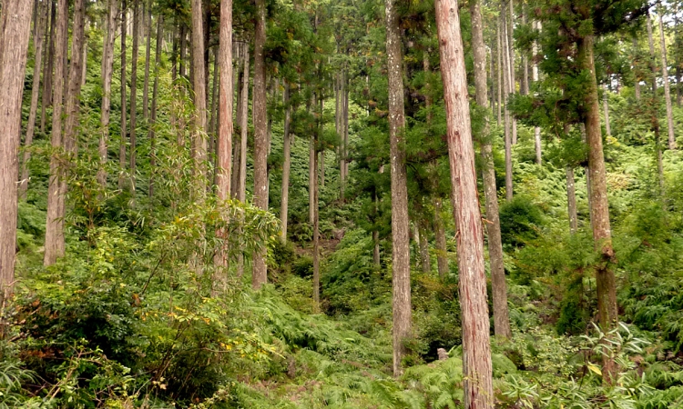 ¿Por qué el FSC apoya las plantaciones forestales?