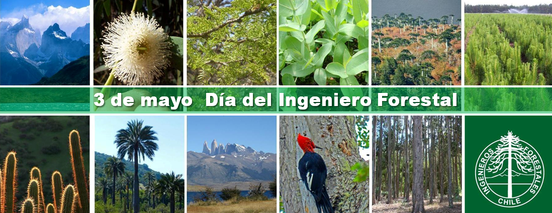 3 de mayo Día del Ingeniero Forestal