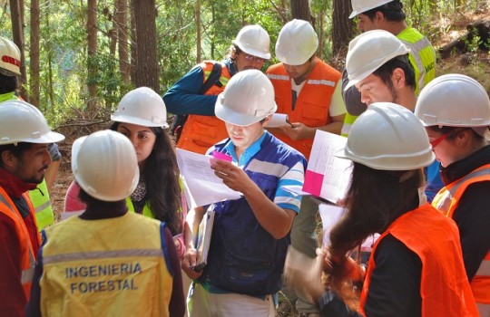 Matriculas de primer año en Ingeniería Forestal – Admisión 2020