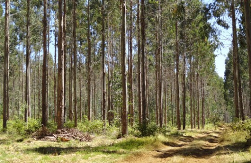 Opinión: ¿Debe el Estado apoyar las plantaciones forestales en Chile?